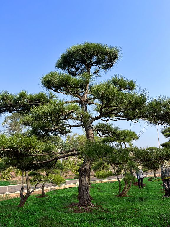 黑松（重慶瑞飛黑松園） (15).jpg