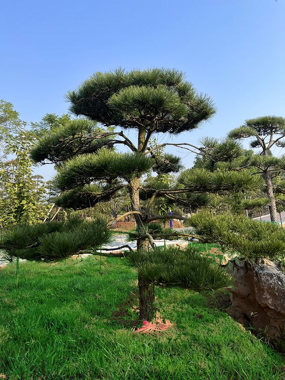 黑松（重慶瑞飛黑松園） (12).jpg