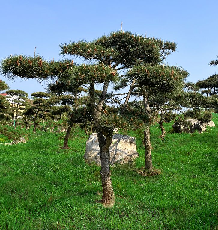 黑松（重慶瑞飛黑松園） (6).jpg