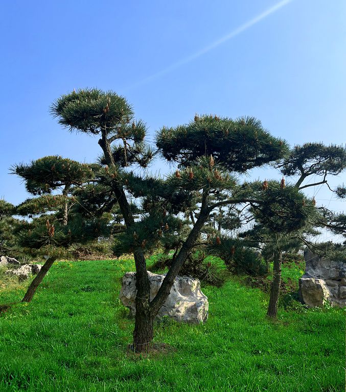 黑松（重慶瑞飛黑松園） (3).jpg