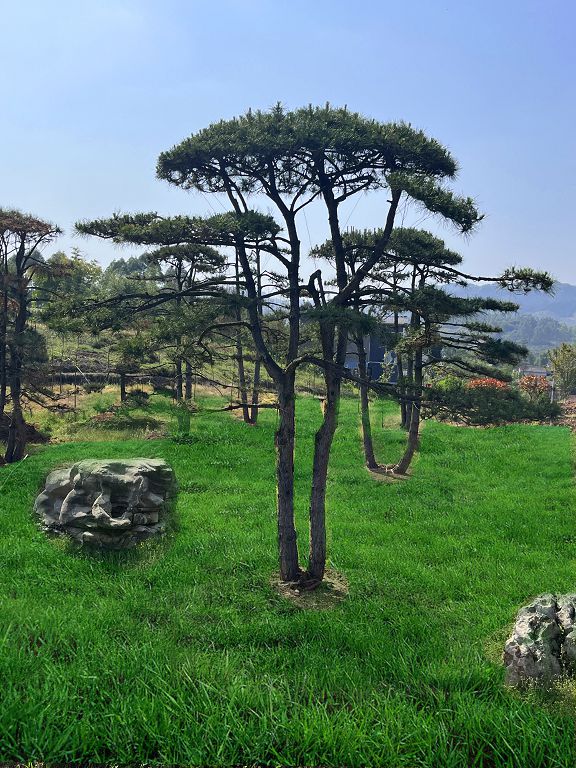 黑松（重慶瑞飛黑松園） (2).jpg